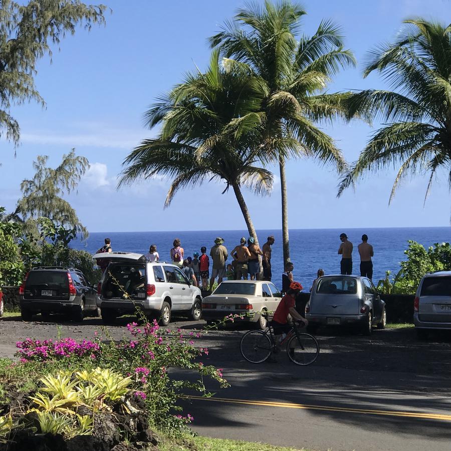 Whale House At Kehena Beach Pahoa Exteriör bild